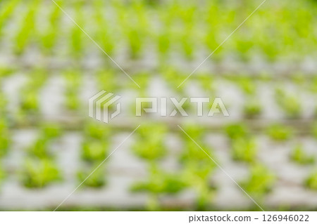 Smart farming techniques hydroponic salad vegetables red oak green lettuce ensuring fresh sustainable produce fresh produce sustainable agriculture promotes healthy eating support local community. 126946022