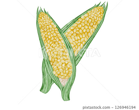 帶殼夏季蔬菜的水彩插圖 126946194