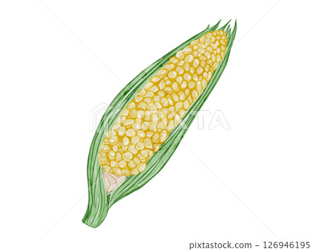 用水彩畫的帶殼夏季蔬菜的簡單插圖 126946195