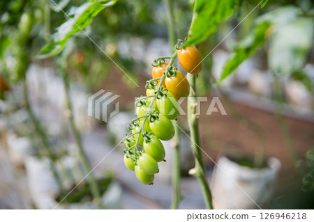 Smart farming techniques hydroponic salad vegetables technology tomato red green ensuring fresh sustainable produce agriculture promotes healthy eating support farmer living local community non gmo Smart farming techniques hydroponic salad vegetables technology tomato red green ensuring fresh sustainable produce agriculture promotes healthy eating support farmer living local community non gmo 126946218