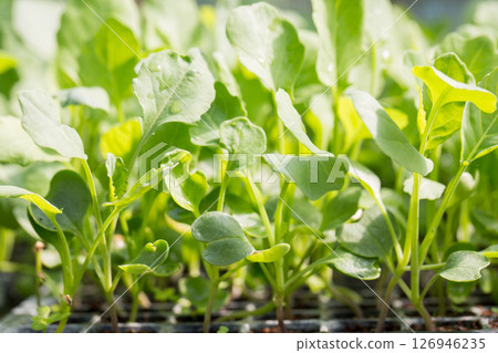 Smart farming seedling green plant pot ensuring techniques hydroponic salad vegetables fresh sustainable produce agriculture promotes healthy eating support farmer living local community non gmo 126946235