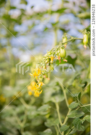 Smart farming techniques hydroponic salad vegetables technology tomato red green ensuring fresh sustainable produce agriculture promotes healthy eating support farmer living local community non gmo Smart farming techniques hydroponic salad vegetables technology tomato red green ensuring fresh sustainable produce agriculture promotes healthy eating support farmer living local community non gmo 126946238