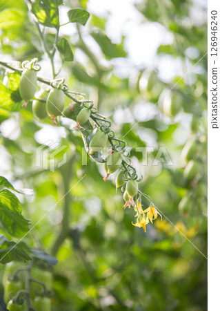 Smart farming techniques hydroponic salad vegetables technology tomato red green ensuring fresh sustainable produce agriculture promotes healthy eating support farmer living local community non gmo 126946240