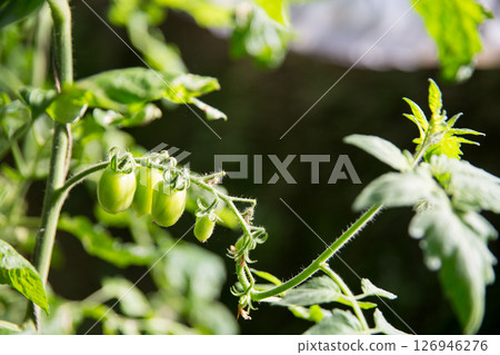 Smart farming techniques hydroponic salad vegetables technology tomato red green ensuring fresh sustainable produce agriculture promotes healthy eating support farmer living local community non gmo 126946276