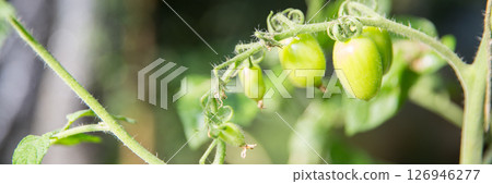Smart farming techniques hydroponic salad vegetables technology tomato red green ensuring fresh sustainable produce agriculture promotes healthy eating support farmer living local community non gmo 126946277