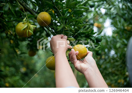 Business farm ripe orange concept farmer hand pick nature fruit citrus orchard mandarin tree growing organic lush leaves background green vibrant garden crop leaf laden branches plant close up growth 126946404