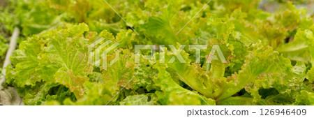Smart farming techniques hydroponic salad vegetables red oak green lettuce ensuring fresh sustainable produce fresh produce sustainable agriculture promotes healthy eating support local community. Smart farming techniques hydroponic salad vegetables red oak green lettuce ensuring fresh sustainable produce fresh produce sustainable agriculture promotes healthy eating support local community. 126946409