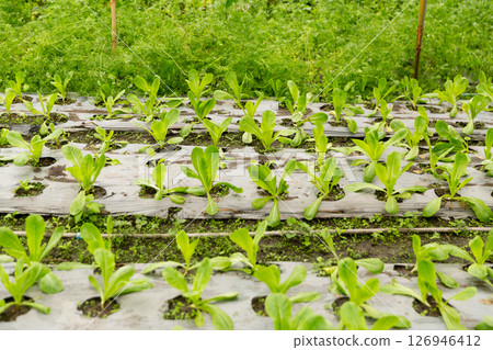 Smart farming techniques hydroponic salad vegetables red oak green lettuce ensuring fresh sustainable produce fresh produce sustainable agriculture promotes healthy eating support local community. Smart farming techniques hydroponic salad vegetables red oak green lettuce ensuring fresh sustainable produce fresh produce sustainable agriculture promotes healthy eating support local community. 126946412