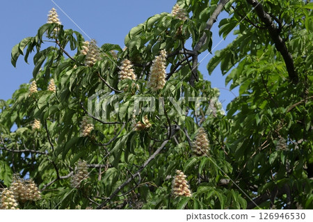 七葉樹花 126946530