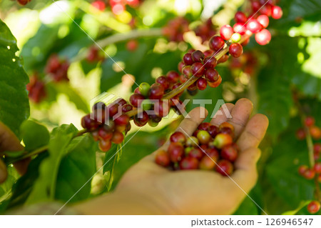 Close up hand harvest red ripe coffee seed robusta arabica berry harvesting coffee farm. Hand people harvest coffee bean ripe Red berries plant fresh seed coffee tree growth in green eco organic farm Close up hand harvest red ripe coffee seed robusta arabica berry harvesting coffee farm. Hand people harvest coffee bean ripe Red berries plant fresh seed coffee tree growth in green eco organic farm 126946547