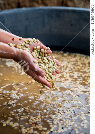 Farmer concept hand harvest ripe coffee seed robusta arabica berry close up fresh green leaf bean picking orange crop red yellow berries raw plant tree farm growth blur background eco organic garden 126946606