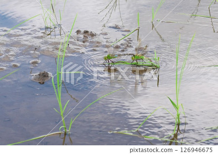 水稻插秧後，一隻白尾蜻蜓來到淹水的稻田裡產卵。 126946675