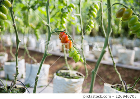 Smart farming techniques hydroponic salad vegetables technology tomato red green ensuring fresh sustainable produce agriculture promotes healthy eating support farmer living local community non gmo 126946705