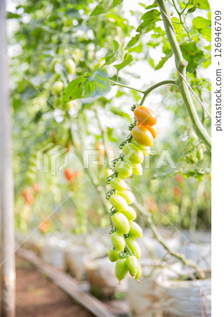 Smart farming techniques hydroponic salad vegetables technology tomato red green ensuring fresh sustainable produce agriculture promotes healthy eating support farmer living local community non gmo Smart farming techniques hydroponic salad vegetables technology tomato red green ensuring fresh sustainable produce agriculture promotes healthy eating support farmer living local community non gmo 126946709