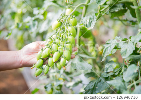 Smart farming techniques hydroponic salad vegetables technology tomato red green ensuring fresh sustainable produce agriculture promotes healthy eating support farmer living local community non gmo 126946710
