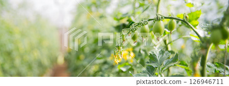 Smart farming techniques hydroponic salad vegetables technology tomato red green ensuring fresh sustainable produce agriculture promotes healthy eating support farmer living local community non gmo Smart farming techniques hydroponic salad vegetables technology tomato red green ensuring fresh sustainable produce agriculture promotes healthy eating support farmer living local community non gmo 126946711