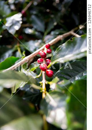 Farmer concept harvest ripe coffee seed robusta arabica berry close up fresh green leaf bean picking orange crop red yellow berries raw plant tree smart farm growth blur background eco organic garden Farmer concept harvest ripe coffee seed robusta arabica berry close up fresh green leaf bean picking orange crop red yellow berries raw plant tree smart farm growth blur background eco organic garden 126946712