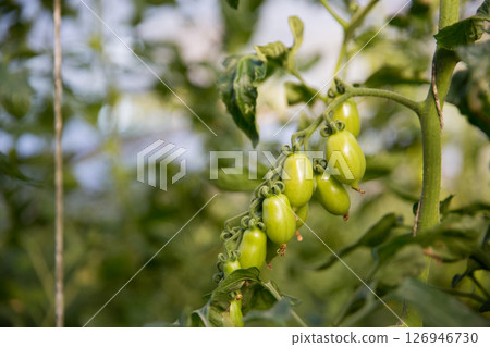 Smart farming techniques hydroponic salad vegetables technology tomato red green ensuring fresh sustainable produce agriculture promotes healthy eating support farmer living local community non gmo 126946730