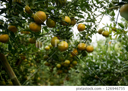 Business farm orange concept nature fruit citrus orchard mandarin tree growing, vibrant organic lush leaves background farmer green garden crop leaf ripe laden branches plant close up farming growth. 126946735