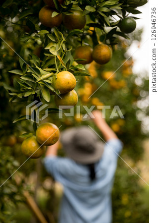 Business farm ripe orange concept farmer hand pick nature fruit citrus orchard mandarin tree growing organic lush leaves background green vibrant garden crop leaf laden branches plant close up growth Business farm ripe orange concept farmer hand pick nature fruit citrus orchard mandarin tree growing organic lush leaves background green vibrant garden crop leaf laden branches plant close up growth 126946736