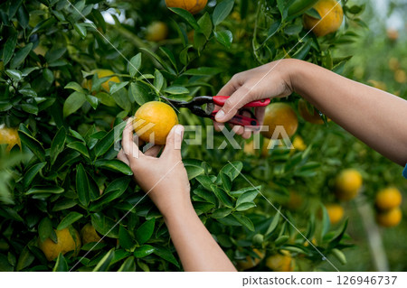 Business farm ripe orange concept farmer hand pick nature fruit citrus orchard mandarin tree growing organic lush leaves background green vibrant garden crop leaf laden branches plant close up growth Business farm ripe orange concept farmer hand pick nature fruit citrus orchard mandarin tree growing organic lush leaves background green vibrant garden crop leaf laden branches plant close up growth 126946737