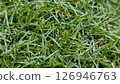 Artificial turf close-up 126946763