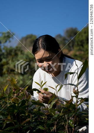 Business concept centers around fresh green tea reap background leaves organic farm with banner lush garden healthy plant tree leaves eco herbal farmer blur leaf plantation Freshness herbal natural Business concept centers around fresh green tea reap background leaves organic farm with banner lush garden healthy plant tree leaves eco herbal farmer blur leaf plantation Freshness herbal natural 126946786