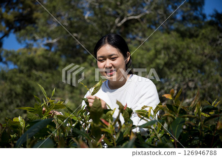 Business concept centers around fresh green tea reap background leaves organic farm with banner lush garden healthy plant tree leaves eco herbal farmer blur leaf plantation Freshness herbal natural 126946788