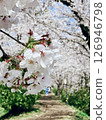 Cherry blossoms covering the road 126946798