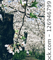 Under the cherry blossoms in full bloom, two people walking shoulder to shoulder in the distance 126946799