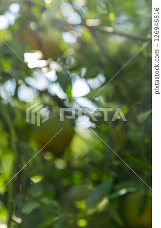 Business concept nature revolves around citrus orchard orange tree are growing, vibrant fruit organic lush leaves creating stunning background, green blur garden of thriving crop ripe laden branches 126946816