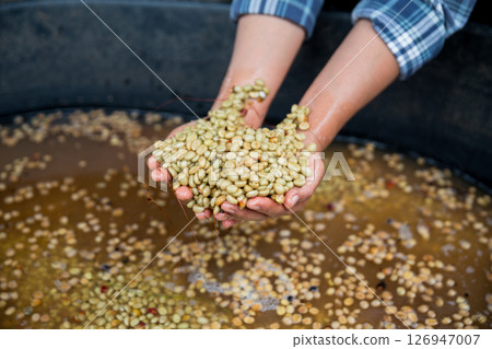 Farmer concept hand harvest ripe coffee seed robusta arabica berry close up fresh green leaf bean picking orange crop red yellow berries raw plant tree farm growth blur background eco organic garden 126947007