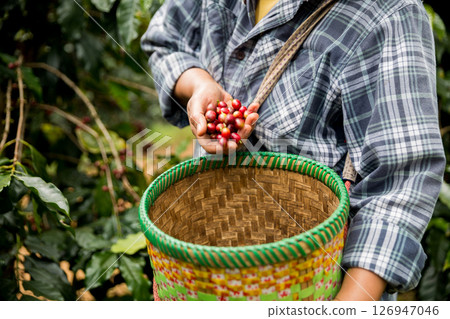 Farmer concept hand harvest ripe coffee seed robusta arabica berry close up fresh green leaf bean picking orange crop red yellow berries raw plant tree farm growth blur background eco organic garden 126947046