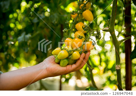 Smart farming techniques hydroponic salad vegetables business farm technology ensuring fresh sustainable produce farmer hand pick non gmo tomato red yellow green agriculture promotes support living Smart farming techniques hydroponic salad vegetables business farm technology ensuring fresh sustainable produce farmer hand pick non gmo tomato red yellow green agriculture promotes support living 126947048