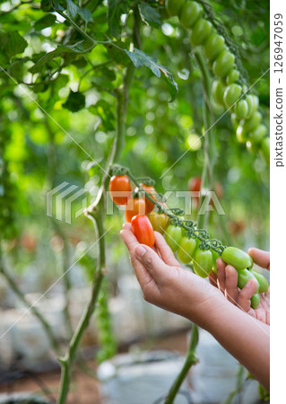 Smart farming techniques hydroponic salad vegetables technology tomato red green ensuring fresh sustainable produce agriculture promotes healthy eating support farmer living local community non gmo 126947059