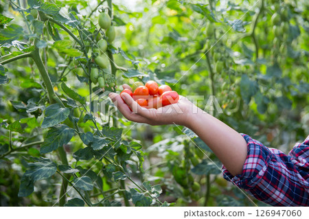 Smart farming techniques hydroponic salad vegetables technology tomato red green ensuring fresh sustainable produce agriculture promotes healthy eating support farmer living local community non gmo Smart farming techniques hydroponic salad vegetables technology tomato red green ensuring fresh sustainable produce agriculture promotes healthy eating support farmer living local community non gmo 126947060