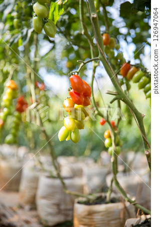Smart farming techniques hydroponic salad vegetables technology tomato red green ensuring fresh sustainable produce agriculture promotes healthy eating support farmer living local community non gmo 126947064