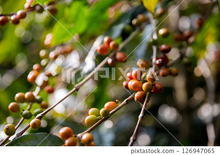 Farmer concept harvest ripe coffee seed robusta arabica berry close up fresh green leaf bean picking orange crop red yellow berries raw plant tree smart farm growth blur background eco organic garden 126947065