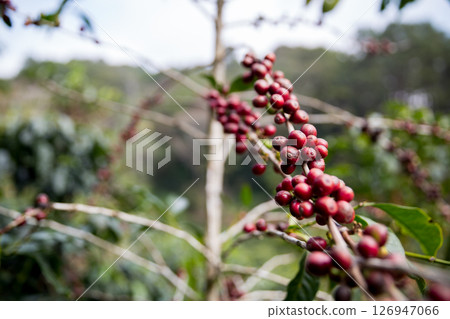 Farmer concept harvest ripe coffee seed robusta arabica berry close up fresh green leaf bean picking orange crop red yellow berries raw plant tree smart farm growth blur background eco organic garden 126947066