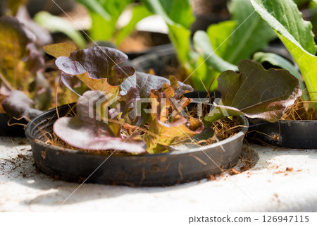 Smart farming techniques hydroponic salad vegetables red oak green lettuce ensuring fresh sustainable produce fresh produce sustainable agriculture promotes healthy eating support local community. 126947115
