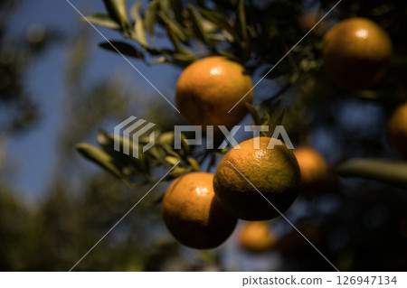 Business farm orange concept nature fruit citrus orchard mandarin tree growing, vibrant organic lush leaves background farmer green garden crop leaf ripe laden branches plant close up farming growth. Business farm orange concept nature fruit citrus orchard mandarin tree growing, vibrant organic lush leaves background farmer green garden crop leaf ripe laden branches plant close up farming growth. 126947134