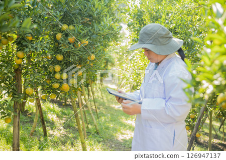 Business farm ripe orange concept farmer hand pick nature fruit citrus orchard mandarin tree growing organic lush leaves background green vibrant garden crop leaf laden branches plant close up growth Business farm ripe orange concept farmer hand pick nature fruit citrus orchard mandarin tree growing organic lush leaves background green vibrant garden crop leaf laden branches plant close up growth 126947137