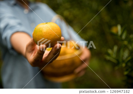 Business farm ripe orange concept farmer hand pick nature fruit citrus orchard mandarin tree growing organic lush leaves background green vibrant garden crop leaf laden branches plant close up growth 126947182