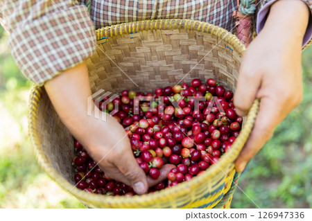 Close up hand harvest red ripe coffee seed robusta arabica berry harvesting coffee farm. Hand people harvest coffee bean ripe Red berries plant fresh seed coffee tree growth in green eco organic farm Close up hand harvest red ripe coffee seed robusta arabica berry harvesting coffee farm. Hand people harvest coffee bean ripe Red berries plant fresh seed coffee tree growth in green eco organic farm 126947336