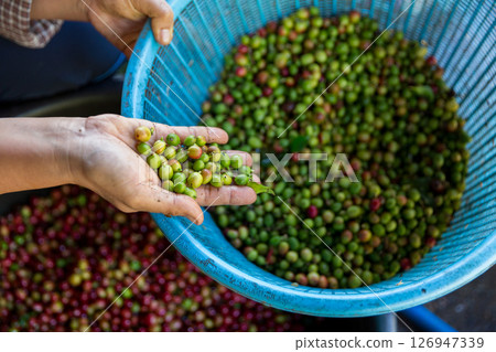 Close up hand harvest red ripe coffee seed robusta arabica berry harvesting coffee farm. Hand people harvest coffee bean ripe Red berries plant fresh seed coffee tree growth in green eco organic farm Close up hand harvest red ripe coffee seed robusta arabica berry harvesting coffee farm. Hand people harvest coffee bean ripe Red berries plant fresh seed coffee tree growth in green eco organic farm 126947339