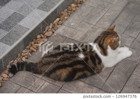 winter holiday and cat concept with scottish cat play on table with garden background 126947376