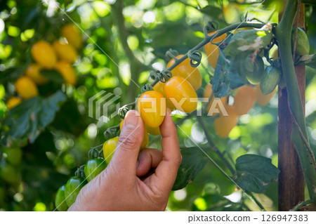 Smart farming techniques hydroponic salad vegetables business farm technology ensuring fresh sustainable produce farmer hand pick non gmo tomato red yellow green agriculture promotes support living 126947383