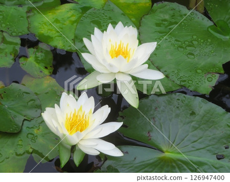 White water lily 126947400