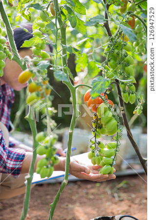 Smart farming techniques hydroponic salad vegetables technology tomato red green ensuring fresh sustainable produce agriculture promotes healthy eating support farmer living local community non gmo 126947529