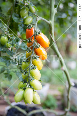 Smart farming techniques hydroponic salad vegetables technology tomato red green ensuring fresh sustainable produce agriculture promotes healthy eating support farmer living local community non gmo Smart farming techniques hydroponic salad vegetables technology tomato red green ensuring fresh sustainable produce agriculture promotes healthy eating support farmer living local community non gmo 126947532